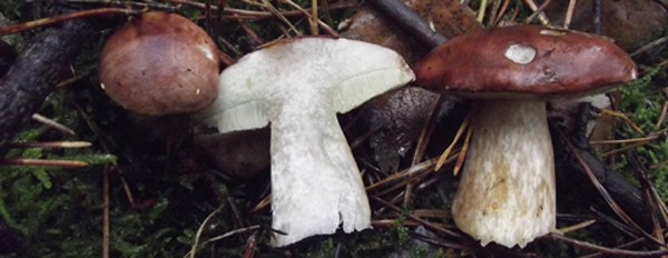 Bay Bolete, Boletus badius